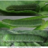 colias hyale larva3 volg11